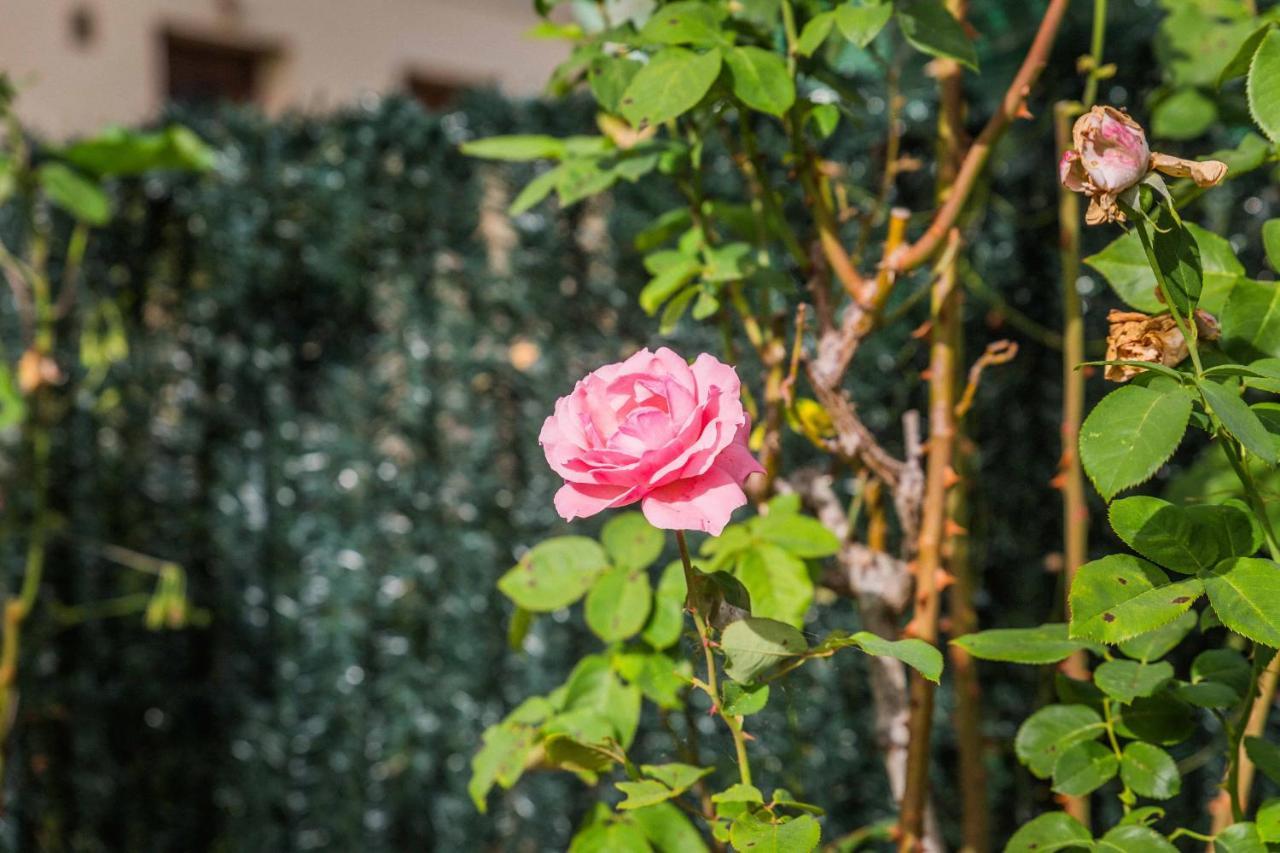 Les Rosiers - Maison Avec Jacuzzi Brive-la-Gaillarde Esterno foto